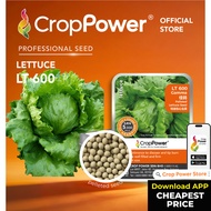 Hot Item🔥 (5,000 SEEDS) Biji Benih Sayur Salad Iceberg Gamma 佳码 LT600 CROP POWER Iceberg Lettuce See