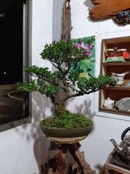 翠米茶樹 室內美化盆栽 (培育近30年)