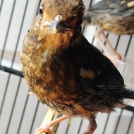 Burung Anis merah trotol jantan