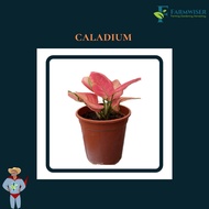 🔥Live Plant🔥Caladium Bicolor Houseplant / Caladium /  Caladium Hybrid Pink / Keladi warna mix