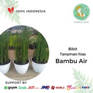 Bibit Tanaman Hias Bambu Air Tanaman Hias Outdoor Pagar