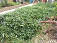 新鮮有機蕃薯苗🌿🌿🌿（使用純骨粉種植，絕無化學肥及農藥）