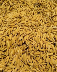 เม็ดพันธุ์ ข้าวหอมมะลิพันธุ์105  1กก.70บาท สั่งซื้อ5กก.แถมฟรี 1 กก. หอมนุ่มอร่อยเจริญอาหาร