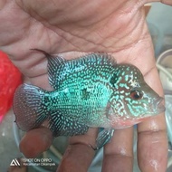 ikan louhan srd lokal 8-9 cm jantan sudah jenong lohan lokal nonong