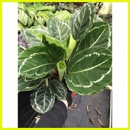 ♞,♘Green Beauty Calathea Live Plants with Soil and Pot