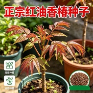 Instant Shipment Toon Seed Seed Planting Four Seasons Red Oil Toon Tree Sprout Seedling Fragrant Spr
