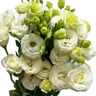 Premium Grade Fresh Eustoma - Direct from Farm | High Quality Cut Flowers