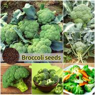 ปลูกง่าย ปลูกได้ทั่วไทย เมล็ดสด 100% เมล็ดพันธุ์ บร็อคโคลี บรรจุ 200 เมล็ด Organic Broccoli Seeds Green Cauliflower เมล็ดพันธุ์ผัก ผักสวนครัว ต้นไม้มงคล เมล็ดบอนสี ต้นผลไม้ บอนไซ พันธุ์ผัก เมล็ดผัก เมล็ดพันธุ์พืช ผลผลิตสูง Vegetable Seeds for Planting