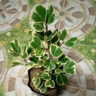 Ficus triangularis variegata (in polybag) LUZON ONLY