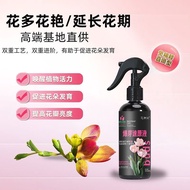 Huaji Burst Sprout Suyuan Triangle Plum Multi-Plant Orchid Multi-Arrow Special Nutrition Fortune Tre
