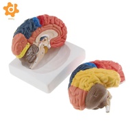 [utruiut0k] Regional Brain  Parts - Colored - Coded - Regions Include Frontal, Parietal Lobes, Occip