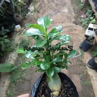ready Ragam'S _ BONSAI ADENIUM ARABICUM-bibit tanaman bonsai