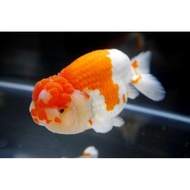 Ranchu Lionchu super Quality goldfish size M
