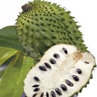 Biji Benih Buah Anak Pokok Durian Belanda Hybrid /Seed Hybrida Soursop Plants /水果种子-香甜红毛榴莲