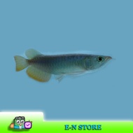 ikan hias arwana golden red arowana