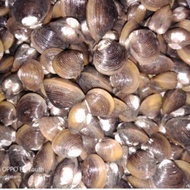 remis / kerang hidup segar per kg