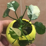 Sindo - Anubias Panda Aquascape Plant
