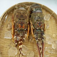 【海鮮7-11】生凍龍蝦-已剖半  200-250&amp;250-300克 🚩已剖半 ,殼薄肉多的青殼龍蝦，美味極佳！
