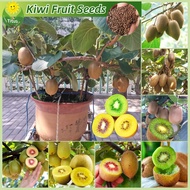 เมล็ดพันธุ์ กีวี่ ผลไม้กีวี่ บรรจุ 200 เมล็ด Bonsai Kiwi Fruit Seeds Tropical Fruit Plants บอนไซ ต้นไม้ เมล็ดผลไม้ พันธุ์ผลไม้ เมล็ดพันธุ์ผลไม้ ต้นไม้กินผล บอนสีพันหายาก ต้นไม้ผลกินได้ เมล็ดบอนสี ต้นไม้แคระ ต้นไม้มงคล ปลูกง่าย คุณภาพดี ราคาถูก ของแท้ 100%