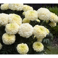 20 Benih/Biji Bunga Marigold White Putih Tai Ayam seeds -mg