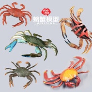 玩物尚志 螃蟹模型海洋動物仿真模型梭子蟹紅花蟹青蟹  露天市集  全台最大的網路購物市集