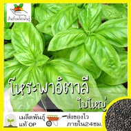 เมล็ดพันธุ์ โหระพาใบใหญ่ อิตาเลี่ยน เบซิลใบใหญ่ 400 เมล็ด Large Leaf Italian Basil เมล็ดพันธุ์แท้100