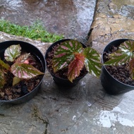 tanaman hias begonia rex walet remaja