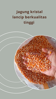 JAGUNG KRISTAL GRID A PAKAN BURUNG DARA | JAGUNG MERPATI | BENIH JAGUNG KRISTAL SUPER 1 KG - 5 KG
