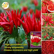 เมล็ดพันธุ์ พริกจินดาแดง High Yield Super Spicy Red Hot Chili Seeds Hot Pepper Seeds for Planting Bo