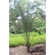 ✌ ♚ ◈ Dates Fruit (Palm Tree) Seedling