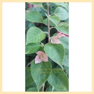 ◄ ❈ ∈ SALE!!! ROOTED RARE BOUGAINVILLEA