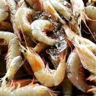 Udang Laut Kertas Kuning