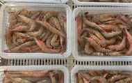 【澎湖海鮮直送 當季帶殼劍蝦1盒 (500g/盒)】濃郁蝦味肉質軟嫩 自家船隊捕撈就是鮮
