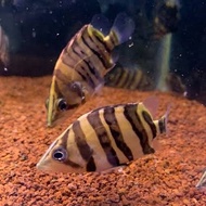 Tiger datz borneo 3bar bersih
