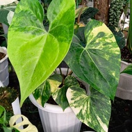 anthurium clarinervium varigata