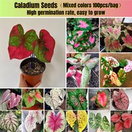 100pcs Rare Caladium Seeds Mixed Colors Flower Seeds for Planting Benih Bunga Keladi Viral Caladium Red Berret Seeds