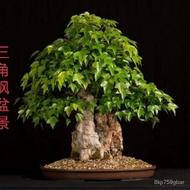 【Rare plants】Trident Maple Bonsai、Old Pile、Newly Moved Wild Stump Materials Office Fortune