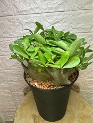 🔥哥斯拉沙漠玫瑰  多肉 盆栽 特價🔥