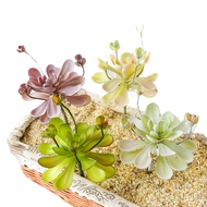 Succulents with buds lotus plastic plant