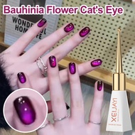 J97 Bauhinia Cat's Eye Bauhinia Cat's Eye