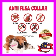 ANTI FLEA COLLAR FOR CAT & DOG l KOLAR KUTU KUCING UNTUUK KUCING & ANJING & SIKAT KUTU  (READY STOCK