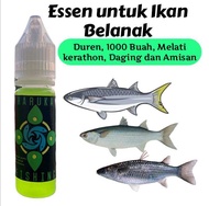 Essen ikan belanak