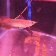 ikan arwana golden red size -+20cm