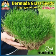 Fresh Lawn Grass Seeds Bermuda Grass Seeds for Garden (Fast Growing 200 Seed) Legit Turf Bermuda Gra