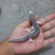 Leopard Gecko Super Snow Eclipse || PIED