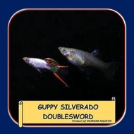 IKAN HIAS AIR TAWAR - GUPPY SILVERADO DOUBLESWORD / GUPPY ENDLER SILVERADO DOUBLESWORD (SEPASANG)