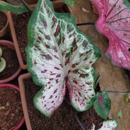 🔥CALADIUM WATERMELLON GINGERLAND🔥POKOK KELADI TEMBIKAI🔥PRODUCK RARE🔥