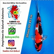 Ikan Koi Showa Sq 45 Cm Female Anakan Import (Ka/Ncg/G2) Lapaktebalik