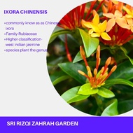 IXORA ROSE OREN THAILAND REAL PLANT, LIVE PLANT