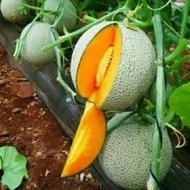 Benih Buah Melon Madu Bibit Buah Melon Kuning Madu (isi 2 biji)